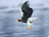 Stellars Sea Eagle  Flying Over Water with Talons Extended  Japan