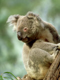 Koala  New South Wales  Australia