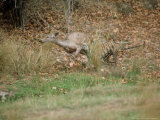 Tiger  with Prey  India