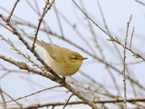 Willow Warbler  UK  April