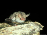 Natterers Bat  England  UK