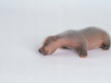 Badger  4 Days Old  UK