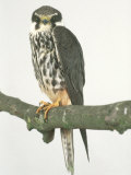 Hobby  Aylesbury  UK
