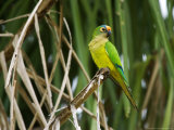 Peach-Fronted Parakeet  Parakeet Perched on Leafy Branch  Brazil