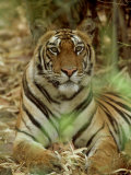 Tiger  Vertical Portrait  India