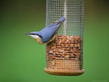 Nuthatch on Nutfeeder  UK