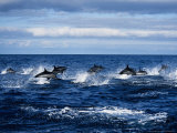 Striped Dolphin  Porpoising  Portugal