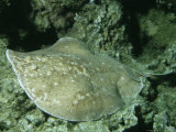 Scalloped Torpedo Ray  Lying on Coral Reef  Red Sea