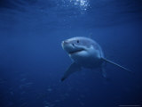 Great White Shark  Swimming  South Australia