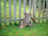 Muntjac  Trapped in Fence  UK