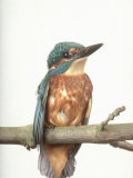 Kingfisher  Aylesbury  UK