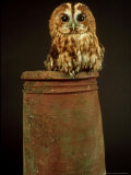 Tawny Owl  UK