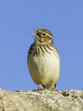 Wood Lark in Song  UK