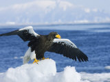 Stellars Sea Eagle  Wings Open About to Take-Off  Japan
