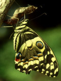 Citrus Swallowtail  New  CKenya