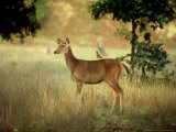 Sambar  India