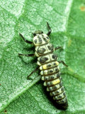 Seven Spot Ladybird  Larva Infamous Aphid Feeder