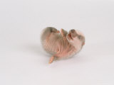 Badger  4 Days Old  UK