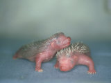 Hedgehog  Young  England  UK