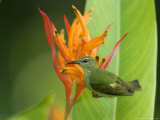Red-Legged Honeycreeper  Female on Flower  Costa Rica