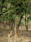 Spotted Deer  India