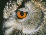 Eagle Owl  Close up of Eye