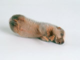Badger  4 Days Old  UK