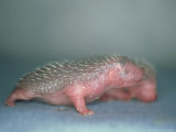 Hedgehog  Young  England  UK