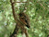 Brown Fish Owl  India