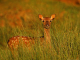 Sika Deer  Doe  Kent