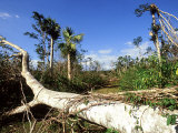 Hurricane Damage to Dry Woodland Near Bermejas  Cuba