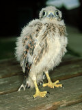 Kestrel  Chick  UK