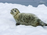 Harbor Seal  Young Seal Lying in Snow  Japan