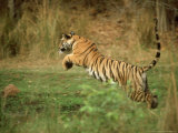 Tiger  Leaping  India