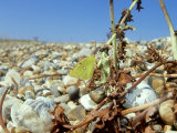 Clouded Yellow  UK
