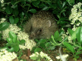 European Hedgehog  England