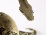 Common Boa  Boa Constrictor Imperator