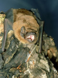 Noctule Bat  UK