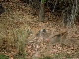 Tiger  with Prey  India
