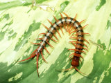 Tiger Centipede  Scolopendra Species  West Malaysia