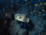 Blue Sting Ray  Tenerife  Spain