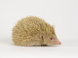 Hedgehog  Albino