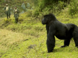 Mountain Gorilla  Male Standing in Grass with Two Guides in Background  Africa