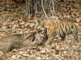 Tiger  with Prey Bandhavgarh National Park  India