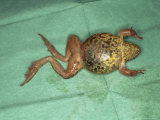 Frog  with Red Legs from Skin Haemorrhage  UK