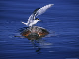 Loggerhead Turtle  with Tern on Back  Azores  Atlantic Ocean