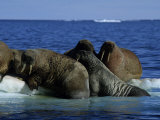 Walrus  Group on Ice Floe  Canada
