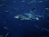 Great White Shark  Swimming  South Australia