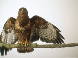 Buzzard  Buteo Buteo
