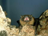 Noctule Bat  UK